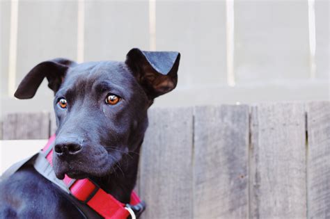 Animal Adoption and Rescue | Brother Wolf - Asheville, NC