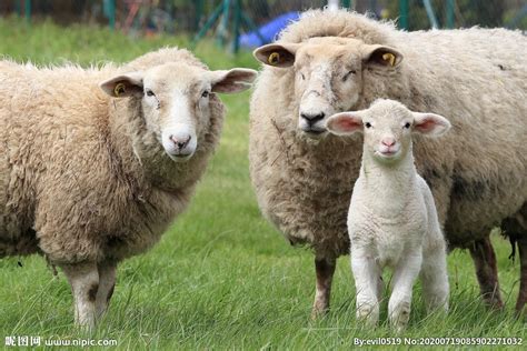 我国十大绵羊品种，体型好，适应性强，各具特色！你见过吗（二）_母羊
