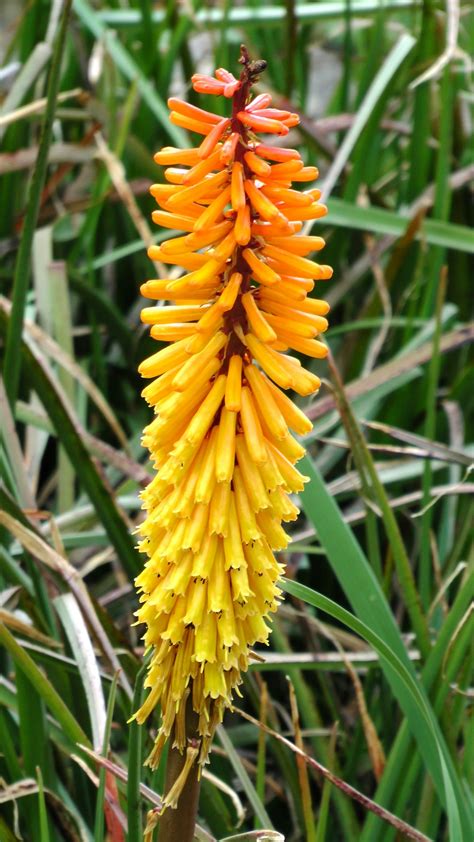 Image result for Spring Flower Garden