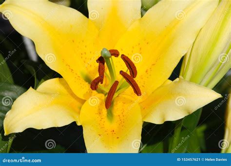 Close Up Detail of a Yellow Asiatic Lily Stock Image - Image of flora ...
