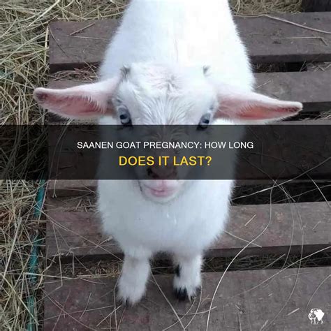 Saanen Goat Pregnancy: How Long Does It Last? | PetShun