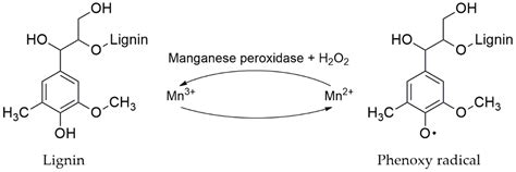 Cultivation of Mushrooms and Their Lignocellulolytic Enzyme Production ...