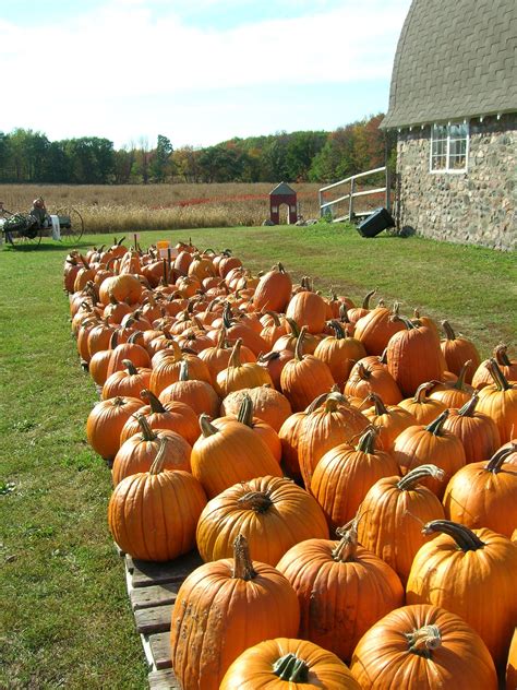 Pumpkin Patches Close to Charlotte - Katie Talks Carolina