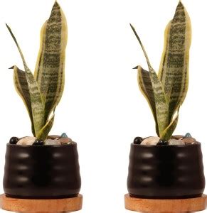 Lasaki PL99 Black with Wooden Plate wp4.5 Set of 2 Ceramic Pots for ...