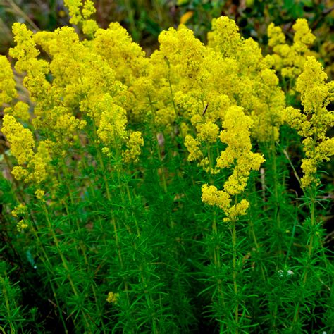 Buy hardy perennial Lady's bedstraw Galium verum yellow Organic — Hardy ...