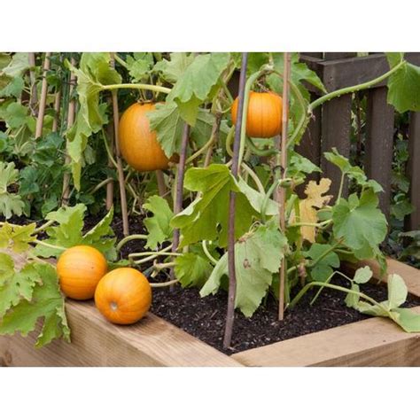 Jual Benih Biji Buah Labu / Pumpkin Orange - Jakarta Timur - LINES ...