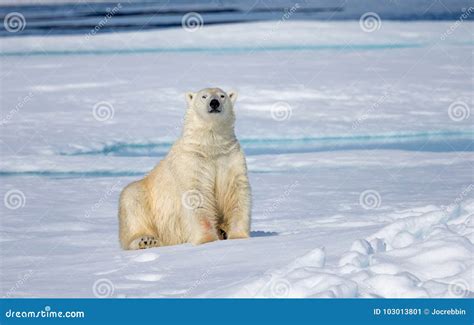Looking Very Soft and Gentle, the Arctic Polar Bear is the Most ...