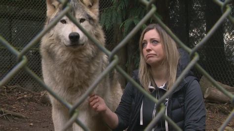 Exotic animal sanctuary in Anacortes could be forced to close | king5.com