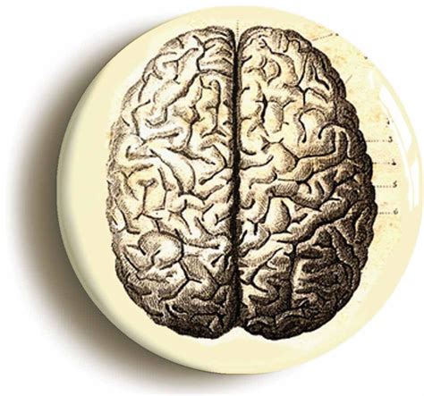 Buy Human Brain Anatomy Diagram Fridge Magnet (Circular 2inch / 50mm ...