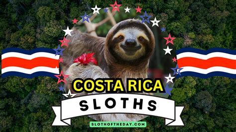 Sloths in Costa Rica Guide to Slow-Moving Stars - Sloth Of The Day