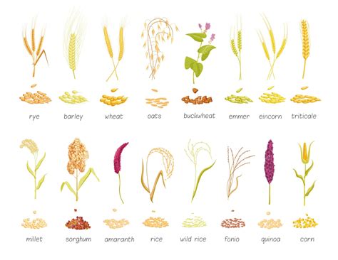 Getreidepflanzen und Samen landwirtschaftliche Nutzpflanzen isolierter ...