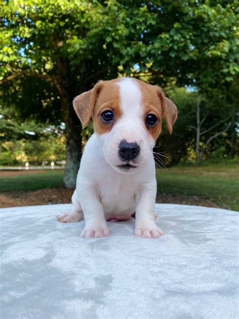 Our Jack Russell Puppies For Sale | Jack Russell Breeders