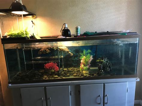 100 Gallon Fish Tank Dimensions In Cm - Telnyet Aquarium Fish