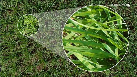 High Resolution Agriculture 的图像结果