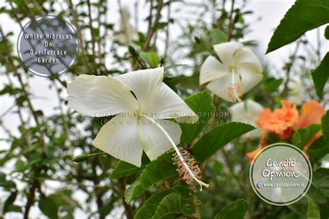 Photo Story 23: White Hibiscus | Candid Opinions