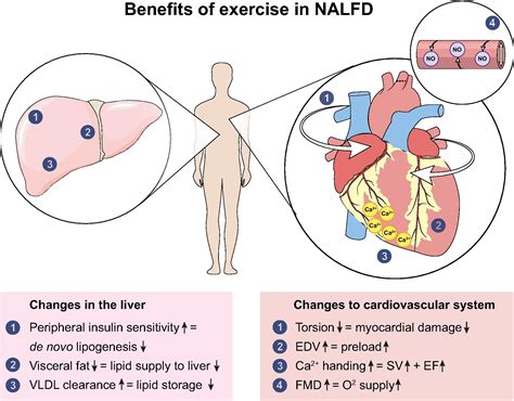 References in Treatment of NAFLD with diet, physical activity and exercise - Journal of Hepatology