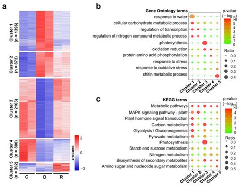 Comprehensive Analysis of Rice Seedling Transcriptome during ...