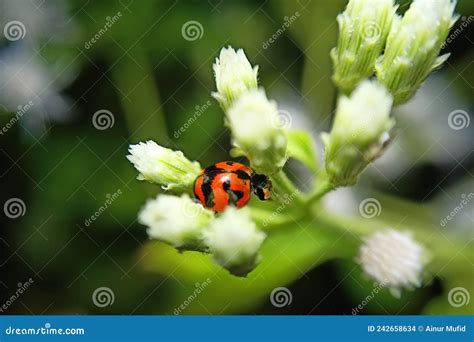What Plants Can Ladybugs Eat at Maddison Westacott blog