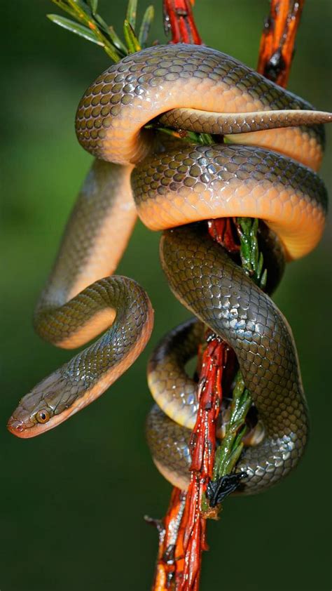 Snake prevention tips | घराजवळ साप येतात: या वासांनी जातील पळून
