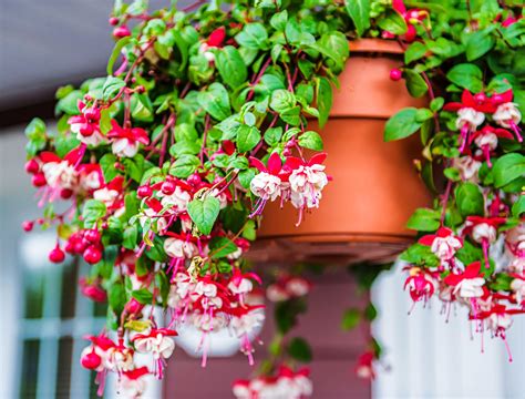 How to Grow and Care for Fuchsia as Houseplants