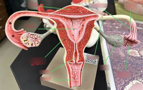Image result for Making Female Reproductive Organ Model
