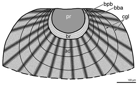 Image result for Lingula Shell
