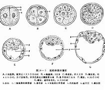 Image result for 胚胎学