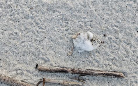 Georgia Wild: Death in a Shorebird Colony