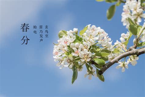 中国风春分节气宣传海报PSD素材_大图网图片素材