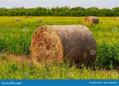 Farm Field with Hay Bales. Roll of Hay on the Field. Hay Bales Stock ...