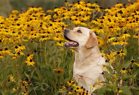 Yellow Lab 的图像结果