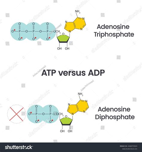 Adenosine Diphosphate