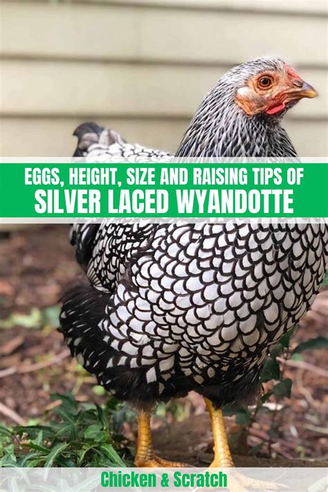 Silver Laced Wyandotte: Eggs, Height, Size and Raising Tips