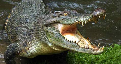 Prosthetic arm for Bengaluru techie as crocodile bites off his forearm ...