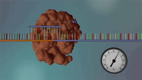 DNA Replication Animation 的图像结果