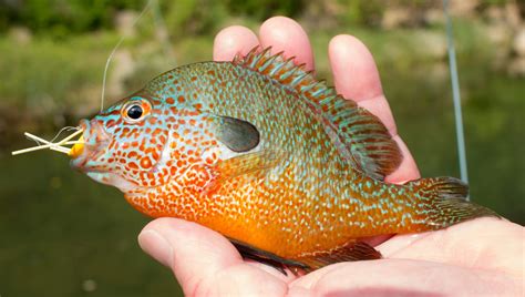 Types of Sunfish | Field & Stream
