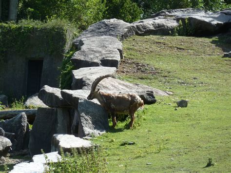 Alpine ibex (Capra ibex) - ZooChat