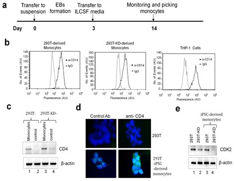 HIV-1 Resistant CDK2-Knockdown Macrophage-Like Cells Generated from ...