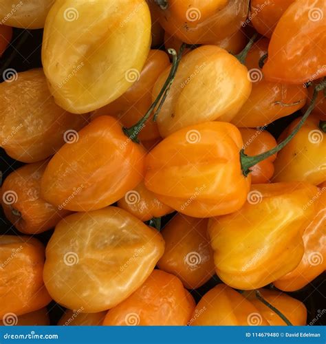 The Orange Habanero Chili Pepper. Stock Photo - Image of considered ...