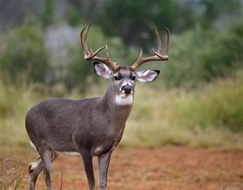 Texas Deer Leases - Surveys Hyatt
