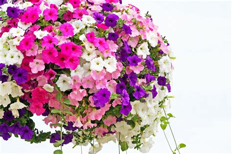 How To Revive A Petunia Hanging Basket at Bridget Mireles blog