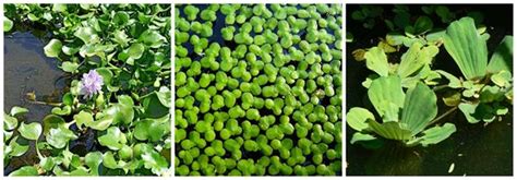 Adaptations in hydrophytes — lesson. Science State Board, Class 9.