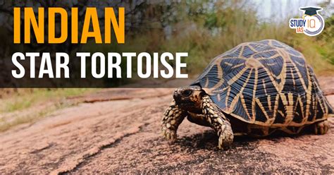 Indian Star Tortoise, Conservation Status and Threats