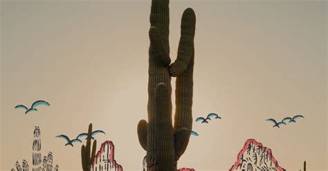 Dreamy Draw Music Festival 2023: Line-Up, Dates & Tickets | Holler