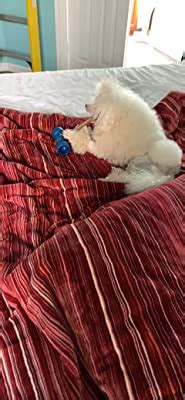 Buy Bow Wow Labs Bow Wow Buddy Starter Kit - Anti-Choking Bully Stick ...