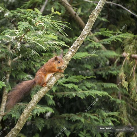 Red squirrel playing in tree — herbivores, european - Stock Photo ...