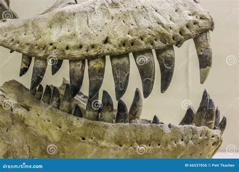 Carnivore Dinosaur Teeth