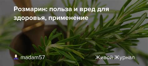 Розмарин: лечебные свойства и противопоказания для здоровья, польза и вред