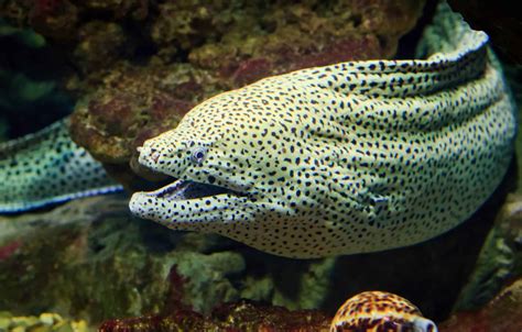Types Of Eels: 8 Of The Best Freshwater And Saltwater Eels