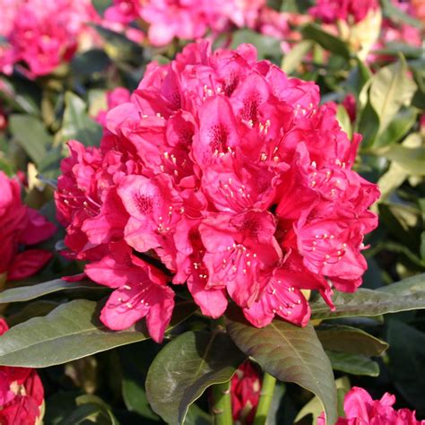 Rhododendron 'Nova Zembla' - Rhododendron Hybride 'Nova Zembla ...